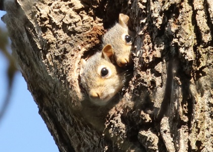 Grey Squirrel young (Sciurus carolinensis) Alan Prowse